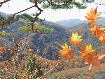 新澳門最準(zhǔn)最快免費(fèi)——探索澳門的最新動(dòng)態(tài)與獨(dú)特魅力，澳門最新動(dòng)態(tài)揭秘，魅力獨(dú)特，免費(fèi)獲取最準(zhǔn)最快信息指南