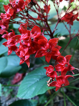 狀元紅網(wǎng)，揭秘4987精準(zhǔn)資料的秘密，狀元紅網(wǎng)揭秘，精準(zhǔn)資料4987背后的秘密