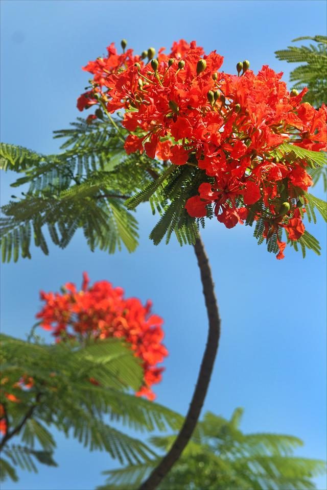 狀元紅，揭秘4987最準(zhǔn)最快的秘密武器，狀元紅，揭秘最準(zhǔn)最快的秘密武器 4987
