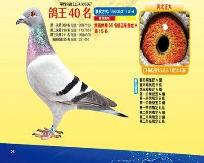 王中王四馬一肖，探尋背后的故事與奧秘，王中王四馬一肖，背后的故事與奧秘探尋