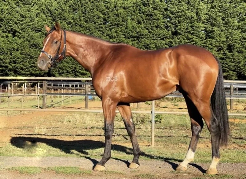 今晚澳門特馬開什么？今晚四不像的探討，今晚澳門特馬開彩結(jié)果及四不像探討
