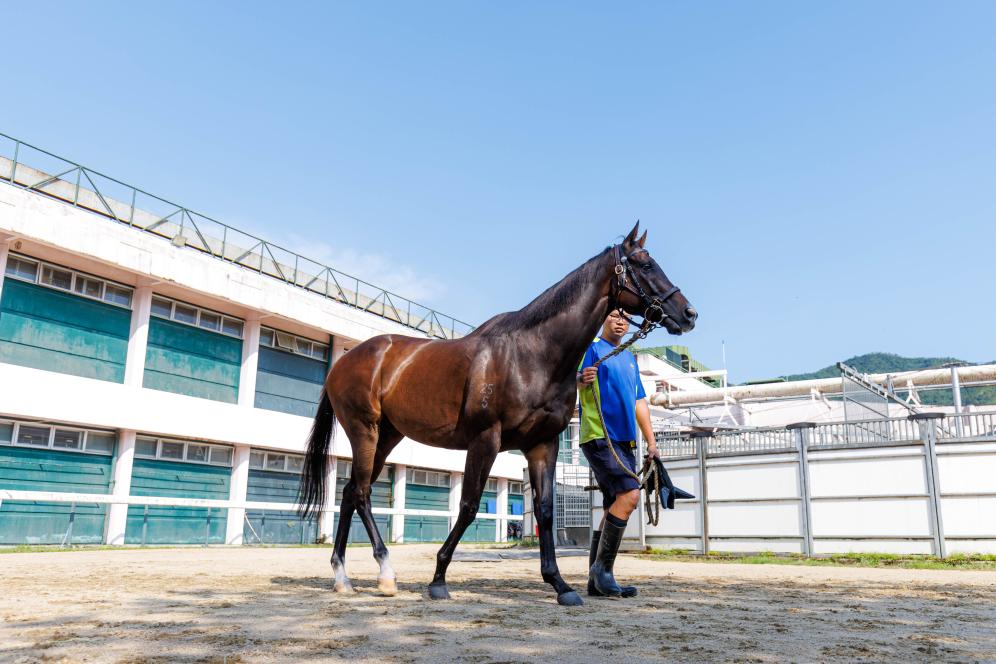 香港賽馬，77777與88888的激情碰撞，香港賽馬盛宴，激情碰撞的77777與88888對決