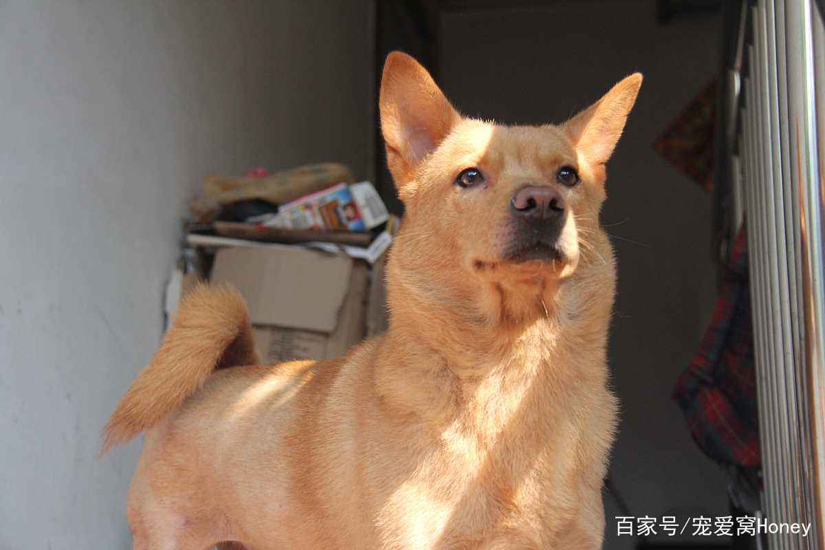 澳門一碼一肖一待一中四不像，探索神秘現(xiàn)象背后的真相，澳門神秘現(xiàn)象探索，一碼一肖一待一中四不像背后的真相