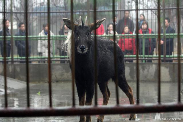 四不像王中王資料一肖，揭秘神秘傳說與獨(dú)特魅力，揭秘四不像王中王神秘傳說與獨(dú)特魅力，一肖資料解析