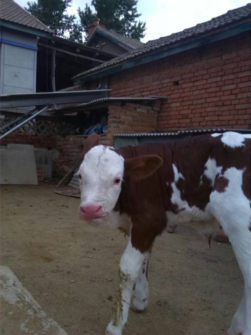 王中王四不像猜一肖，神秘謎題背后的奧秘與SEO洞察，王中王四不像猜一肖，神秘謎題背后的奧秘與SEO洞察揭秘