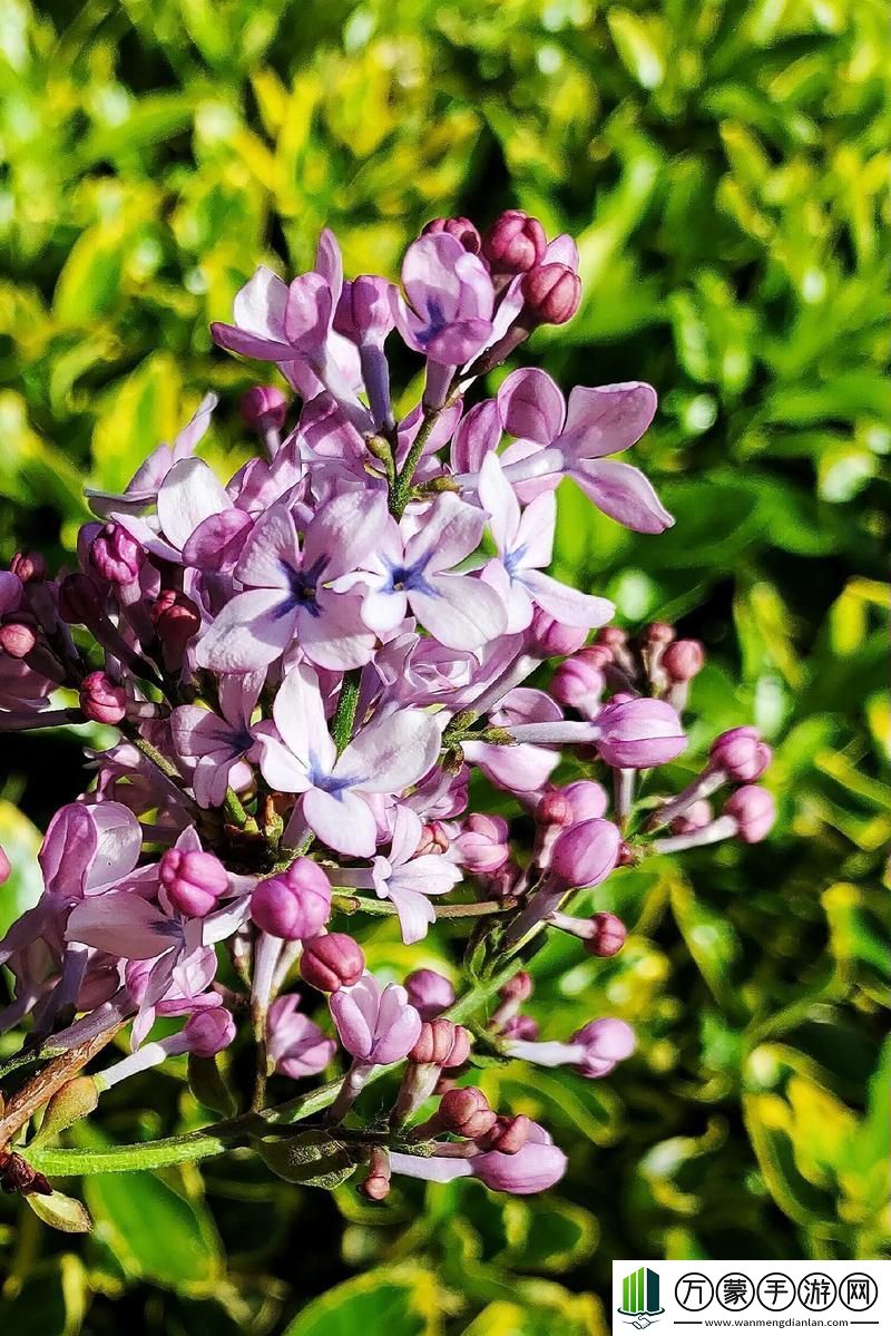 丁香花高清在線觀看完整版，探尋美麗與文化的交融，丁香花，高清在線觀看完整版，美麗與文化的完美交融