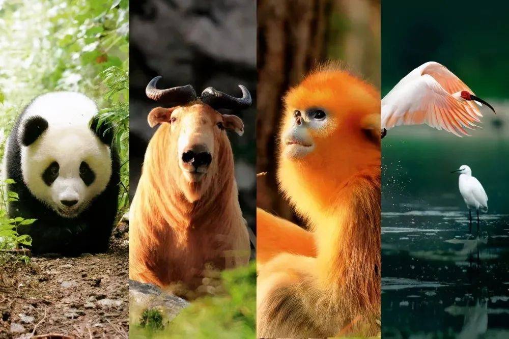 揭秘十二生肖之王，揭秘神秘的王中王20一肖動(dòng)物圖，揭秘十二生肖之王，神秘王中王與生肖動(dòng)物圖揭秘