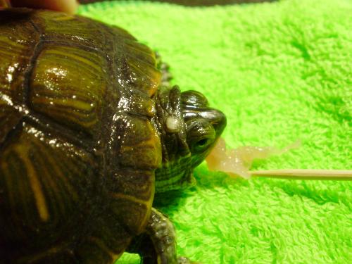 男士龜?shù)念^邊上有一圈白色是什么？——解析男性健康中的常見(jiàn)問(wèn)題，男士龜頭邊上一圈白色解析，探究男性健康中的常見(jiàn)問(wèn)題