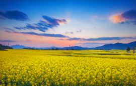 羅平天氣預(yù)報(bào)，掌握天氣變化，暢游油菜花海，羅平天氣預(yù)報(bào)，暢游油菜花海，掌握天氣變化之旅