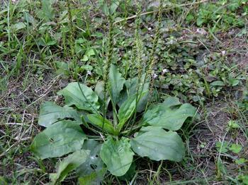 車前草的功效與作用及食用方法，車前草的功效、作用與食用方法簡介