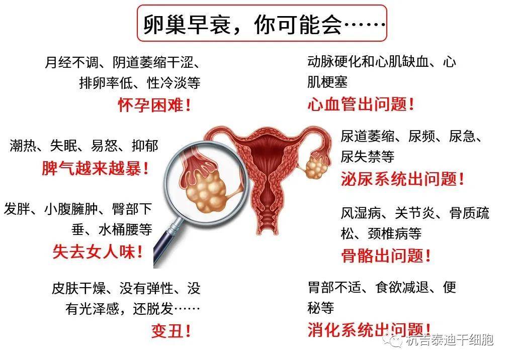 四十歲卵巢早衰能否調(diào)整回來(lái)？解讀卵巢早衰與應(yīng)對(duì)策略，四十歲卵巢早衰能否調(diào)整回來(lái)？解讀卵巢早衰現(xiàn)象及應(yīng)對(duì)策略