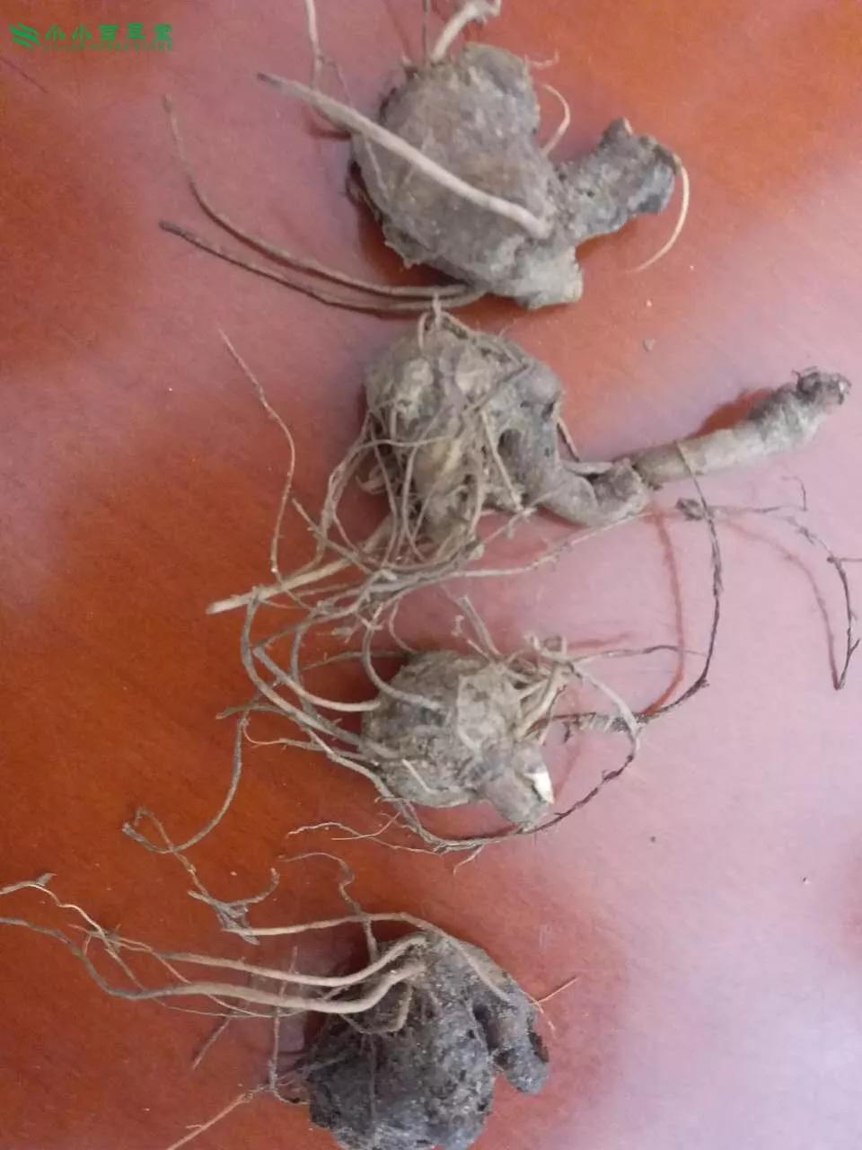 白術(shù)圖片，探尋白術(shù)的草藥之美，白術(shù)的草藥之美，探尋圖片中的白術(shù)風(fēng)采