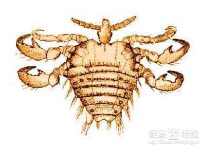 男性陰虱病圖片及其相關(guān)知識解析，男性陰虱病圖片與知識解析全攻略