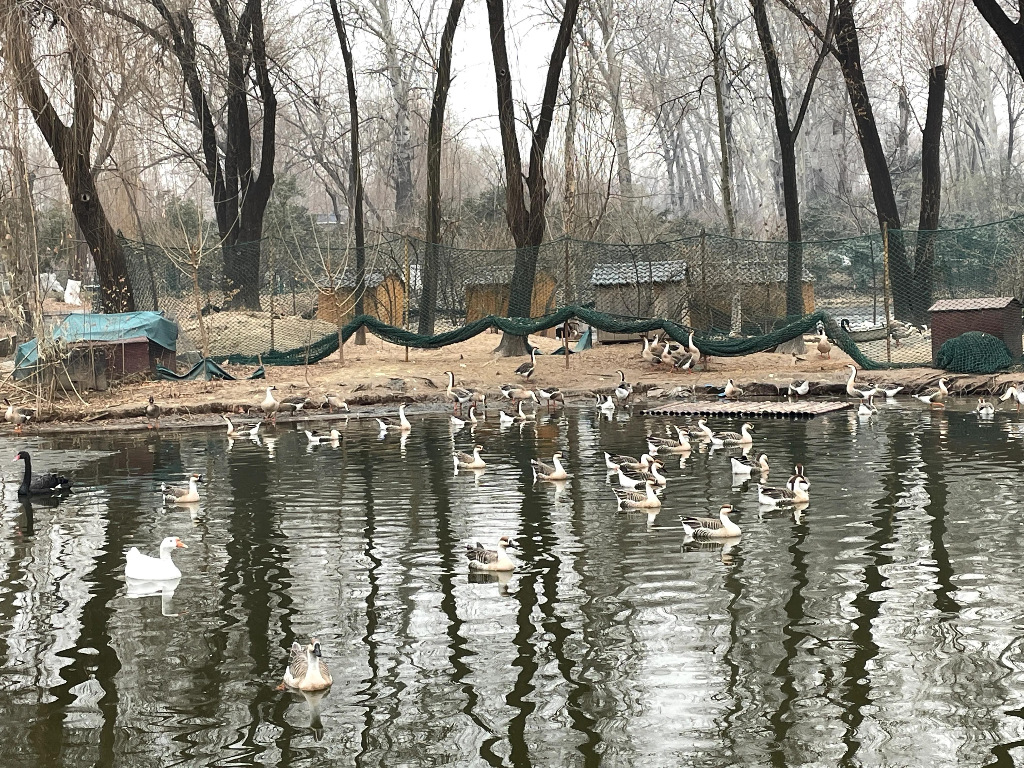 濟南動物園一日游攻略，精彩紛呈的一天，濟南動物園一日游精彩全攻略，歡樂紛呈的一天體驗！