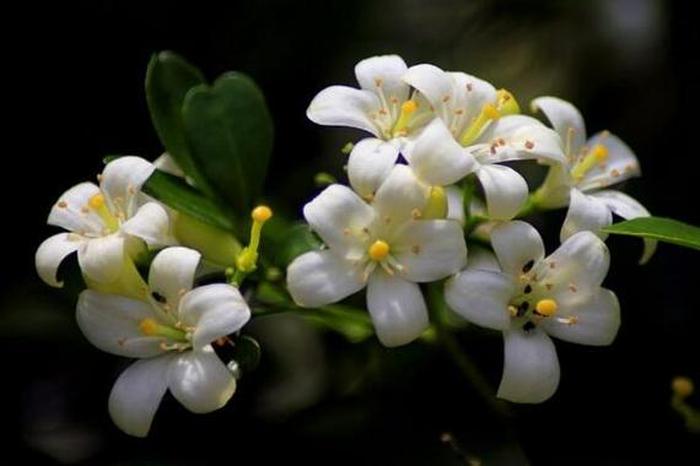 十種陰氣重的花，了解與應(yīng)對的風(fēng)水指南，十種陰氣重的花的風(fēng)水指南，了解與應(yīng)對方法