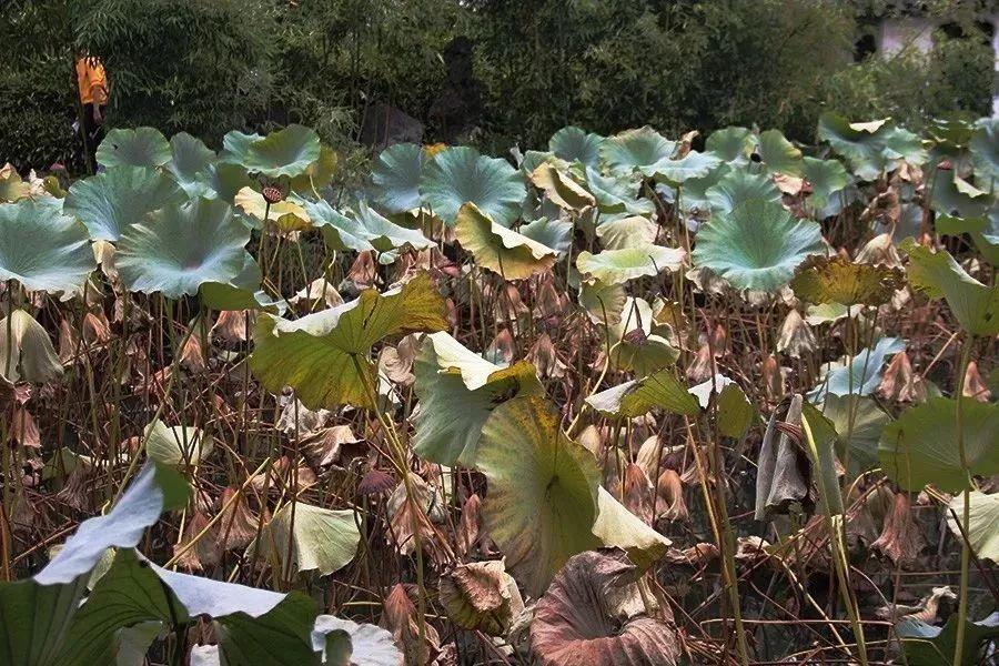 蘇州拙政園景點(diǎn)介紹——領(lǐng)略古典園林之美，蘇州拙政園，領(lǐng)略古典園林之美的絕佳勝地介紹