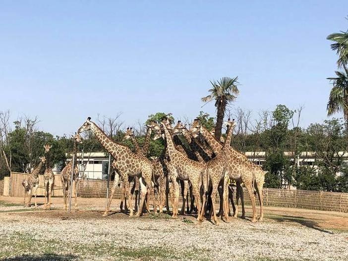 動(dòng)物園門票購買攻略，如何找到最便宜的門票購買渠道，動(dòng)物園門票購買指南，探尋最優(yōu)惠購票渠道攻略