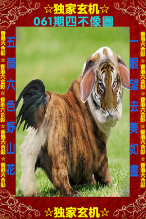 四不像一肖中特王中王——揭秘生肖奧秘與獨特魅力，揭秘生肖奧秘與獨特魅力，四不像一肖中特王中王揭秘揭曉！