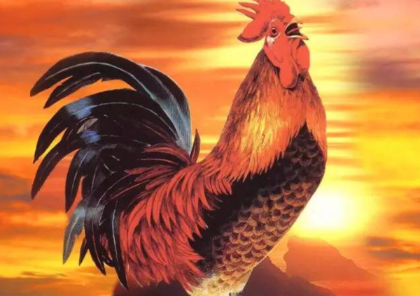 十二生肖王中王，揭秘生肖中的王者之王，揭秘十二生肖中的王者之王，生肖之王中的王中王