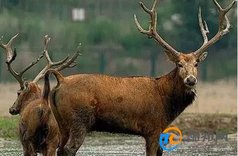 澳門(mén)四不像正版四不像網(wǎng)，探索真實(shí)與虛幻的交融之地，澳門(mén)四不像正版探索，真實(shí)與虛幻的交融世界