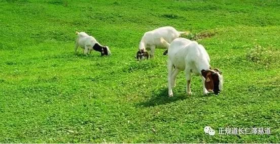 澳門出羊下期必開一肖，揭秘生肖彩票的奧秘與策略，揭秘生肖彩票奧秘，澳門出羊后必開一肖策略探討