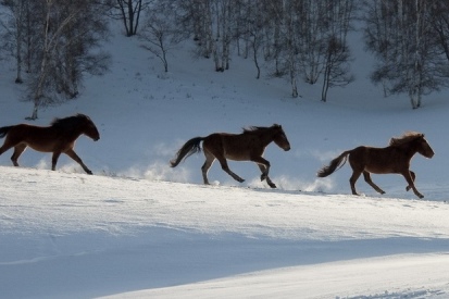 王中王一肖必中四不像，神秘現(xiàn)象解析與SEO洞察，王中王一肖四不像現(xiàn)象解析與SEO洞察揭秘
