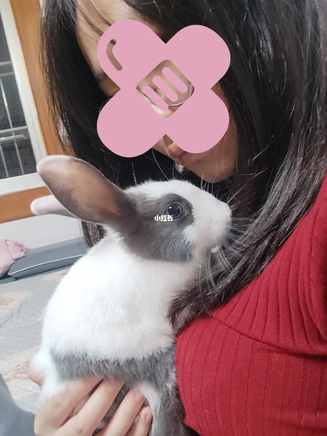 探索美食之旅，如何優(yōu)雅地享受小兔子美食——一種獨(dú)特的姿勢分享，優(yōu)雅品味小兔子美食，一場獨(dú)特的美食探索之旅