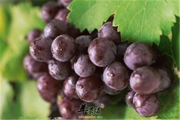 孕婦能否吃葡萄？營養(yǎng)專家為您解答疑惑，孕婦可以吃葡萄嗎？營養(yǎng)專家解答關(guān)于孕婦飲食的疑惑