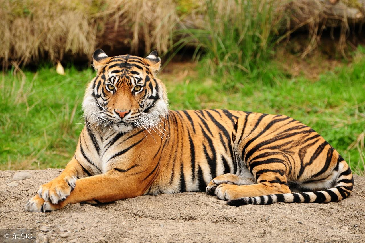 王中王指一生肖——探尋生肖文化中的特殊含義，生肖之王，探尋生肖文化中的特殊含義