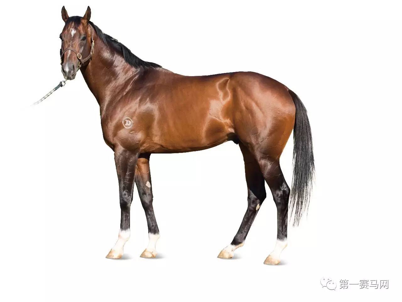 王中王資料一肖中馬，深度解析與SEO優(yōu)化策略，王中王資料一肖中馬深度解析與SEO優(yōu)化策略探討