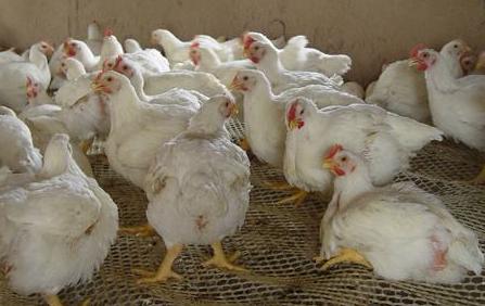 關(guān)于股票代碼002299的深入解析與前景展望，股票代碼002299深度解析與未來前景展望