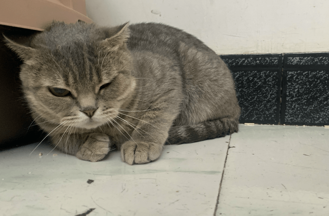 澳門一碼一肖一待一中四不像，探索與解析，澳門一碼一肖一待一中四不像，深度解析與探索