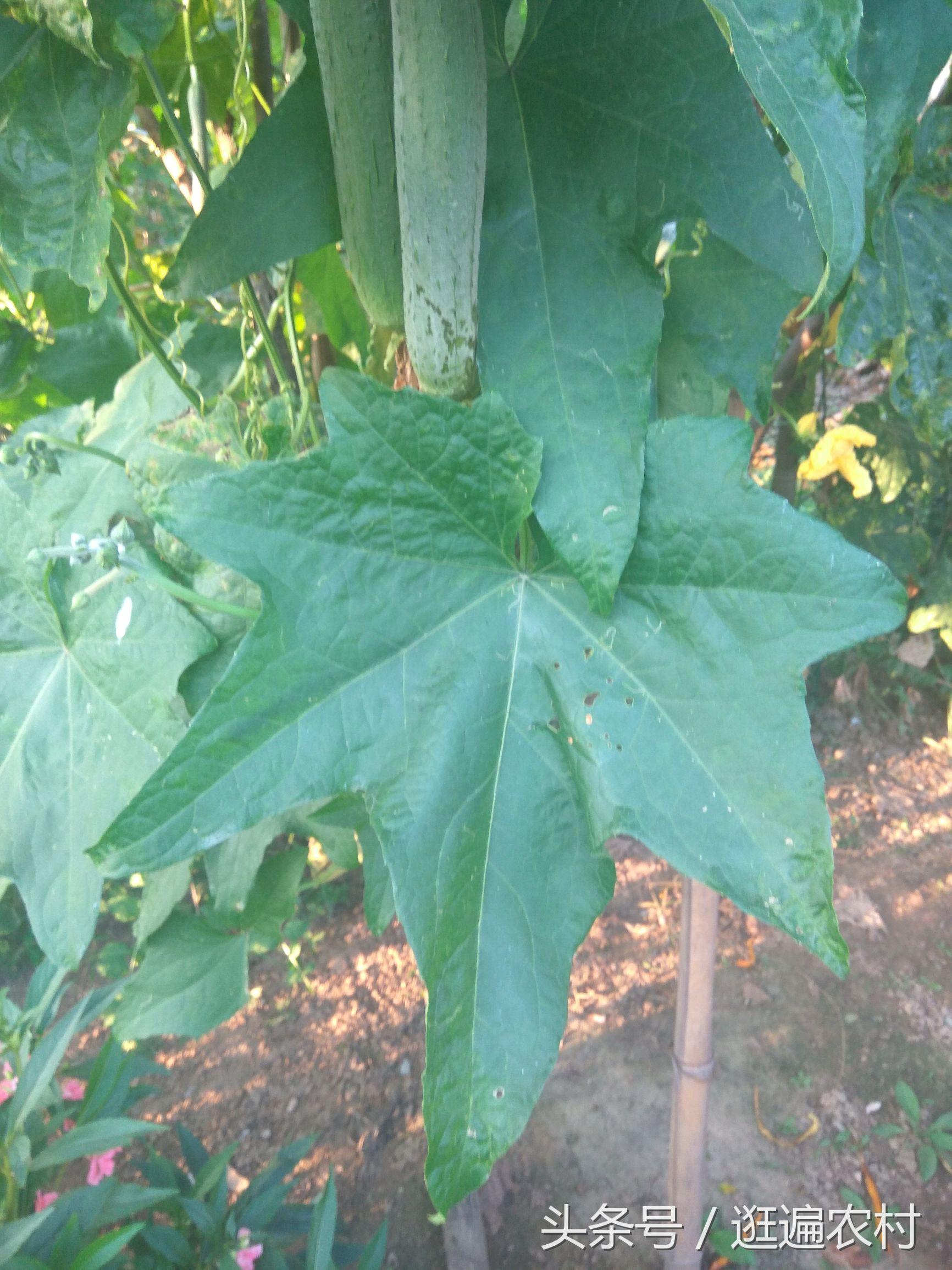 女人吃維生素C的好處，煥發(fā)健康與美麗，女人吃維生素C的益處，健康與美麗的源泉
