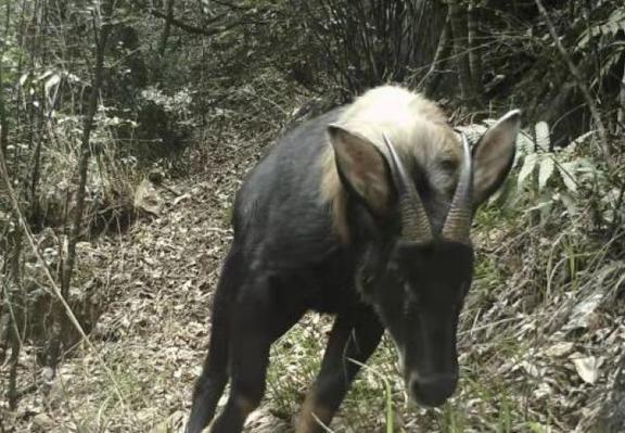 王中王四不像肖一必特，深度解析與探索，王中王四不像肖一必特，深度解析與獨(dú)特探索